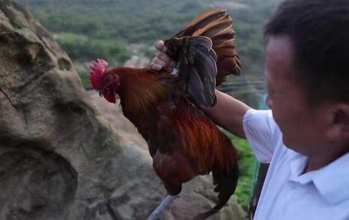 国产老鸡露脸视频