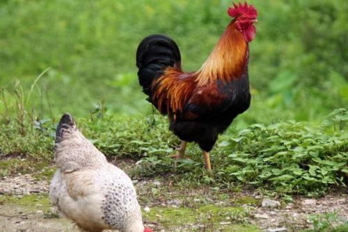 国产老鸡露脸视频